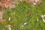 Fan clubmoss